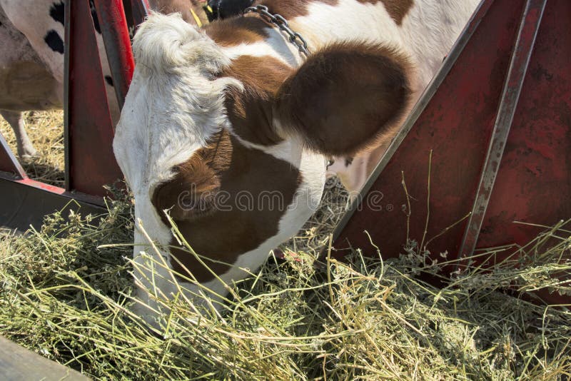 236 Farm Cow Logo Stock Photos - Free & Royalty-Free Stock Photos from ...