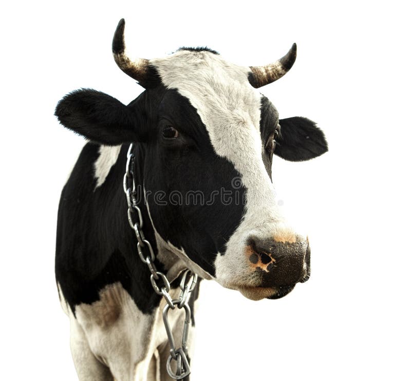 Cow isolated