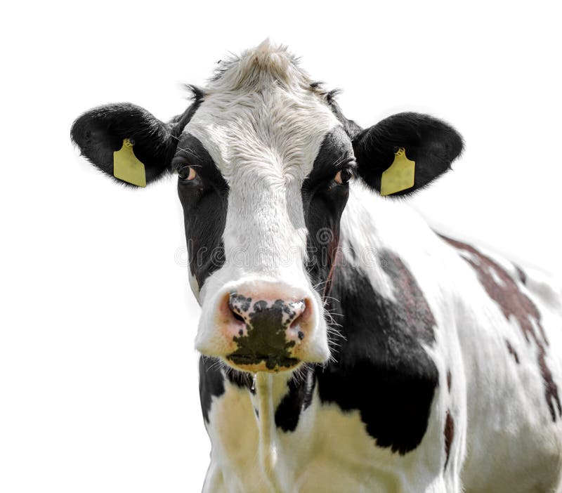 Cow Isolated on a White Background Stock Photo Image of bovine