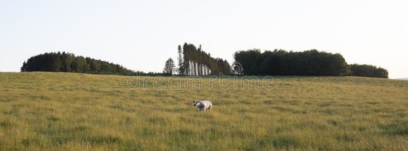 Cow in evening landscape between La Roche and Bastogne in the belgian Ardennes