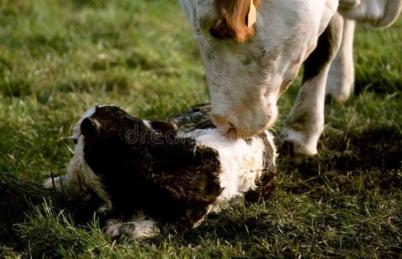 Cow Licking Her New Born Calf Stock Photo Image of birth, mammal