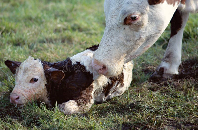 Brown cow meaning