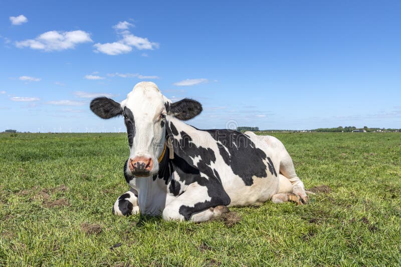 Cow lying down depressed, legs curled under on green grass, relaxing in the meadow