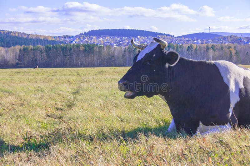 Cow is lying on the meadow stock photo. Image of bovine 101569306