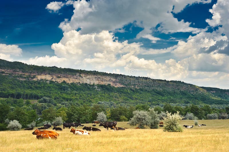 Cow at meadow