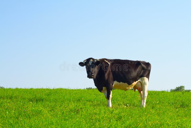 Cow udder stock image. Image of domestic, food, agriculture - 13008069