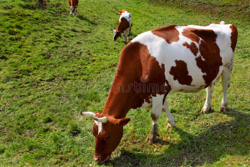 Cow on a meadow