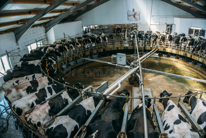 Cow Milking Facility, Dairy Stock Photo Image of mammal, black 101722420