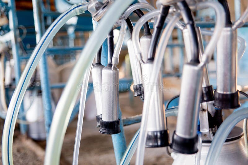 Cow Milking Facility and Mechanized Milking Equipment. Dairy Farm Stock