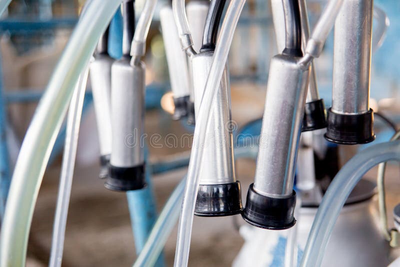 Cow Milking Facility and Mechanized Milking Equipment. Dairy Farm Stock Photo Image of
