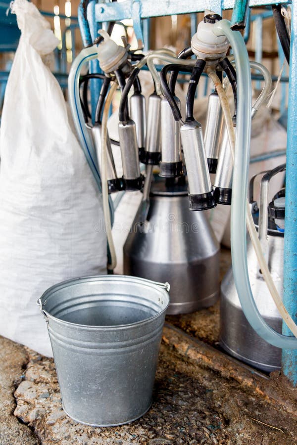 Cow Milking Facility and Mechanized Milking Equipment. Dairy Farm Stock