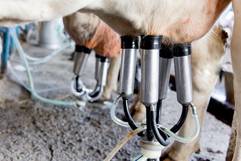 Cow Milking Facility and Mechanized Milking Equipment. Dairy Farm Stock