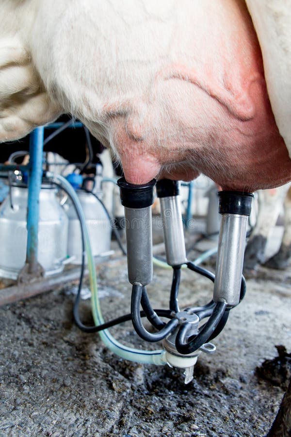 Cow Milking Facility and Mechanized Milking Equipment. Dairy Farm Stock
