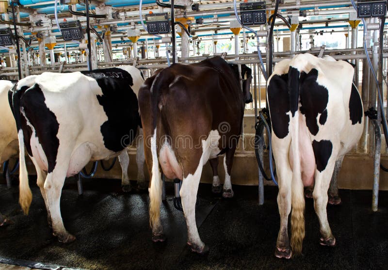 Cow milking factory stock photo. Image of tube, equipment 28493456
