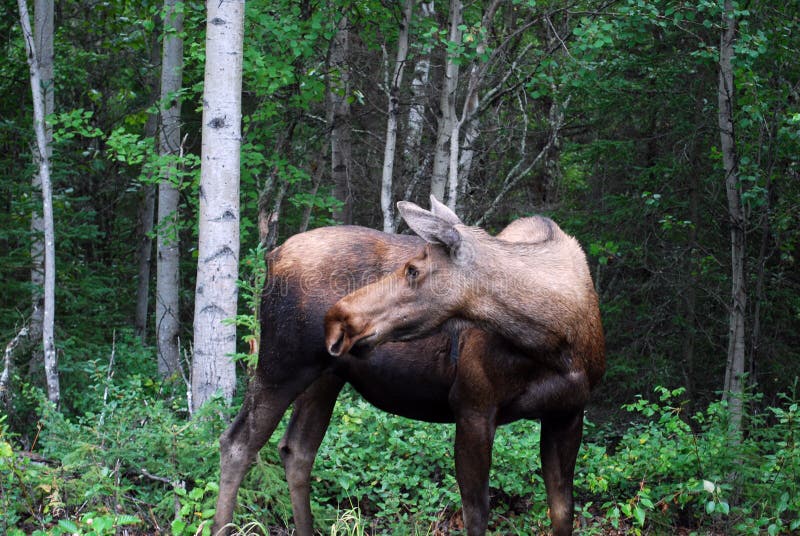 Cow Moose in Alaska