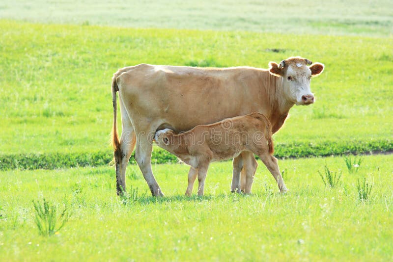 Cow mother and a baby