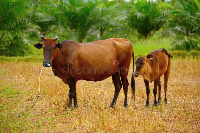Cow mother with baby calf in field. Kid calf stock images, royalty-free photos and pictures