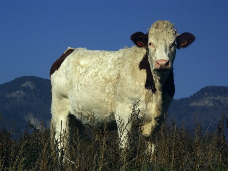 Cow in the mountain