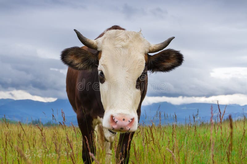 A cow in the grass on the top of the mountain against dark sky. Mountain milk stock images, royalty-free photos and pictures