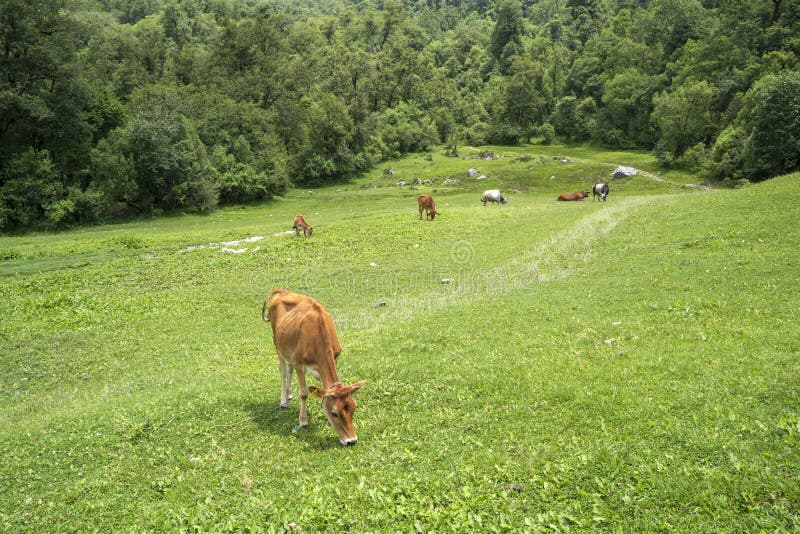 Cow In Mountain Grazing The Green Fields Cow Of Uttarakhand Eating