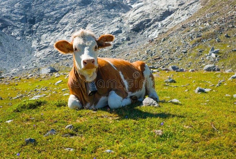 Cow on a mountain meadow