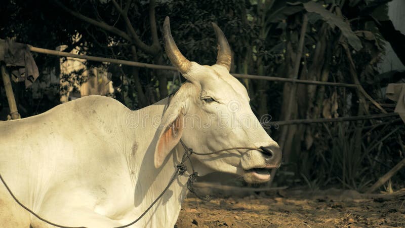 Close-up on white cow tied up with rope in a farmyard and ruminating