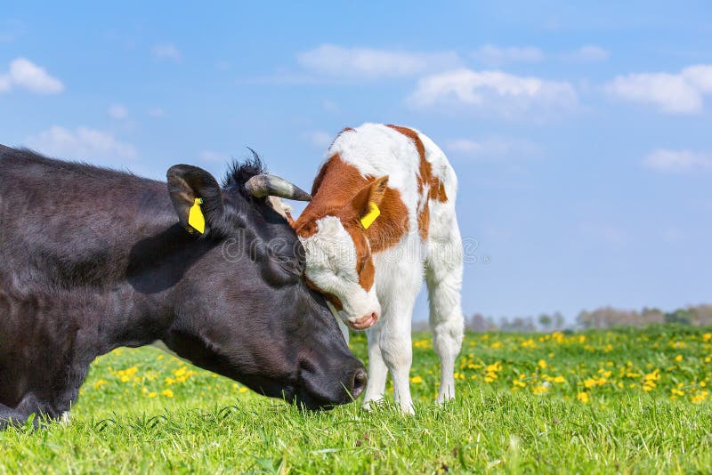 Cow and newborn calf hug each other in meadow