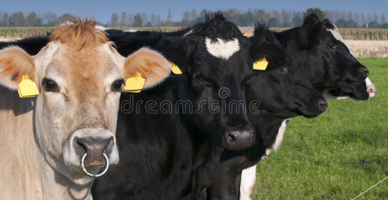 Cow with nose piercing. 