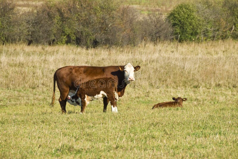 Cow Nursing a Calve stock photo. Image of pastoral, grazing 16447012