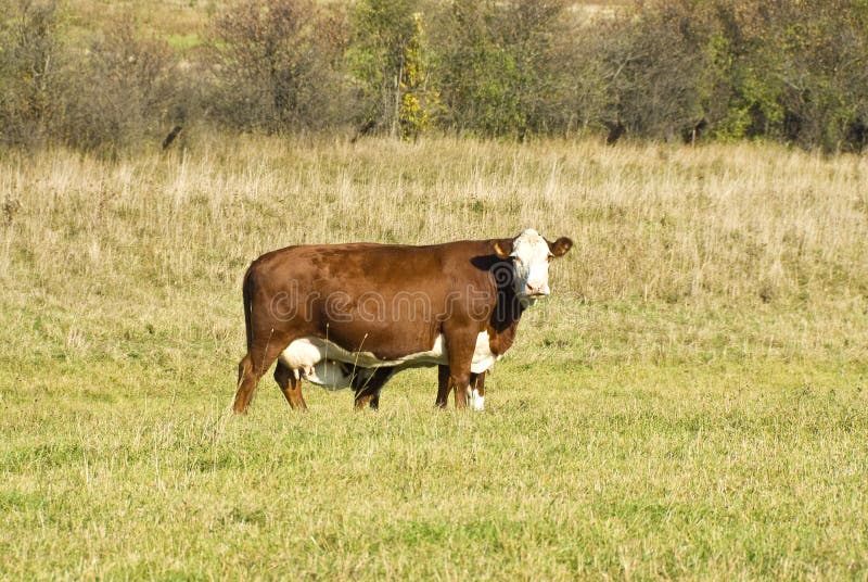 Cow Nursing a Calve stock photo. Image of countryside 16447034