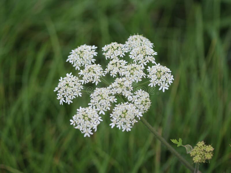 Cow parsley stock image. Image of apiaceae, inflorescence 97591205