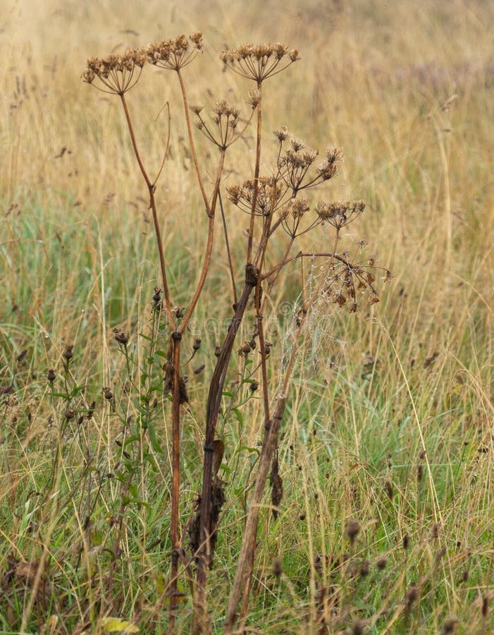 Cow Parsley Stems in Autumn with Spiders  Stock Image Image of