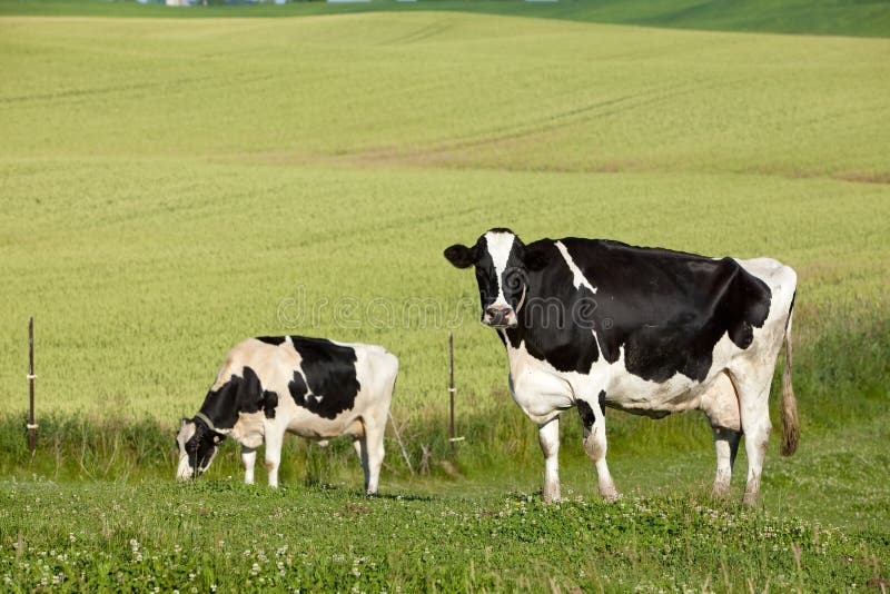 Cow in the pasture