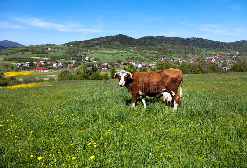 Cow on a pasture