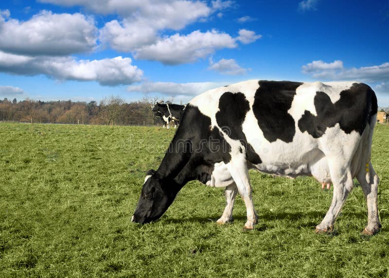 Cow in pasture