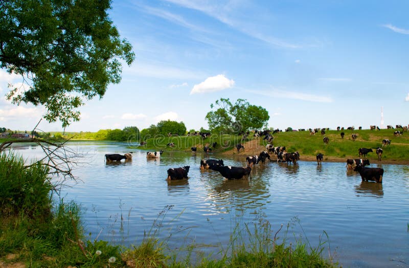 Cow in a pasture