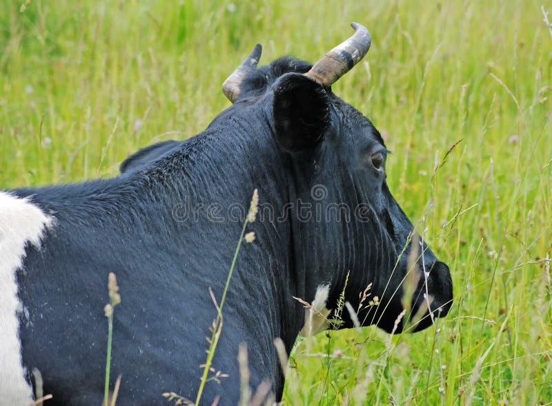 Cow on a pasture