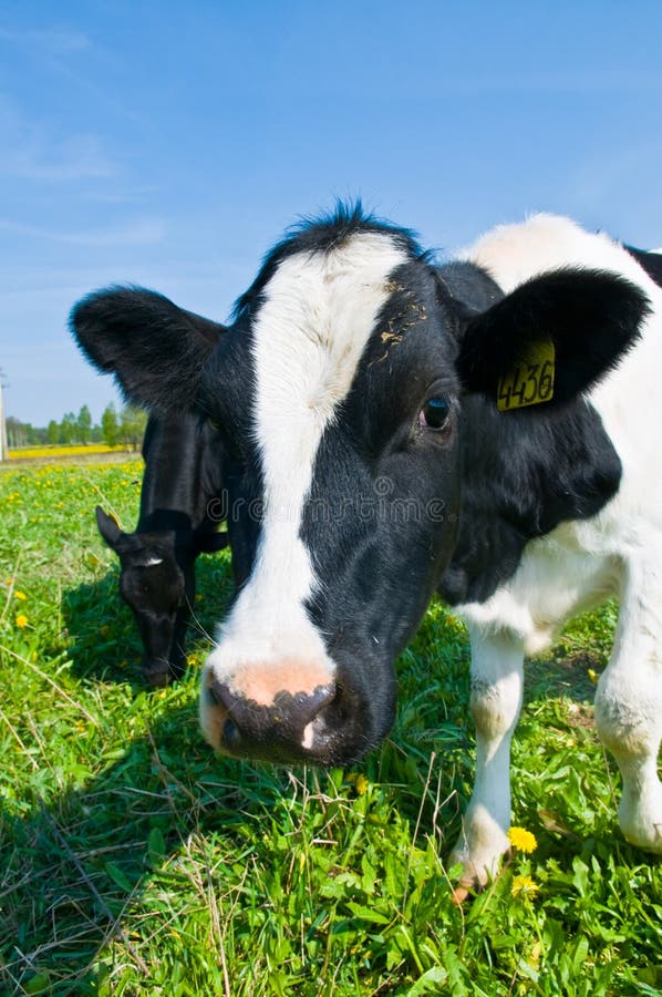 Cow in a pasture