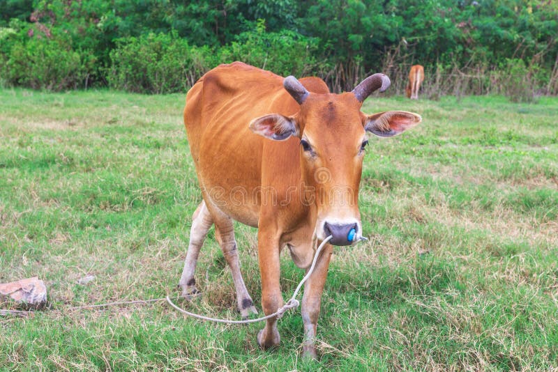 Cow on pasture farm during summer stock images Cow on pasture farm during summer stock images