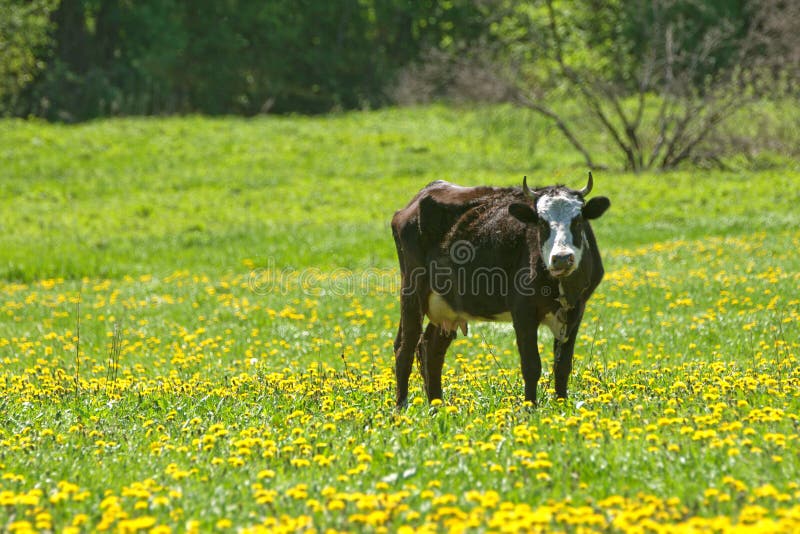 Cow on the pasture