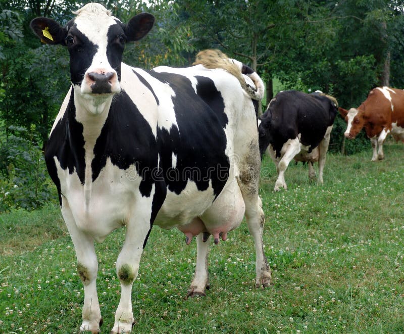 Dairy cow pasture for milk production on the farm in Slovenia. Mountain milk stock images, royalty-free photos and pictures
