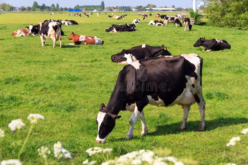 Cow pasture in spring