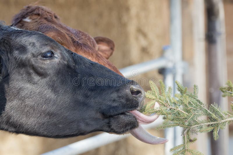 Cow Portrait while Licking Pine Tree Branch Stock Image Image of