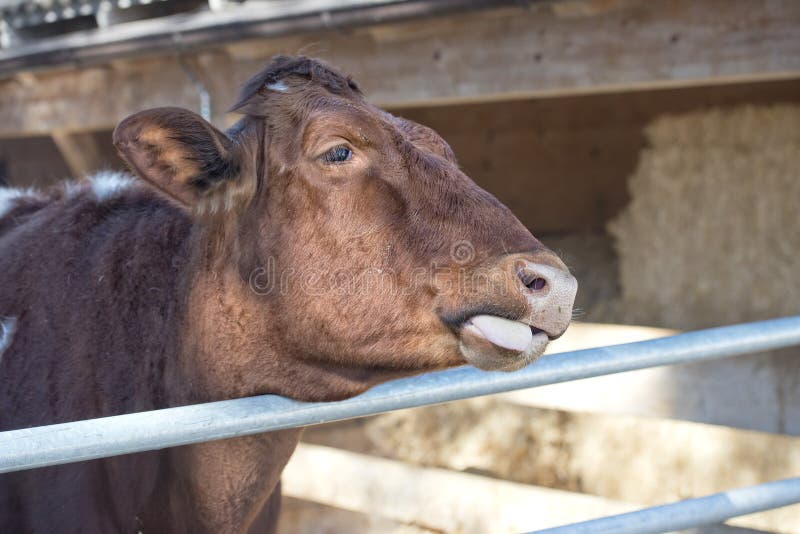 Cow Portrait while Licking Pine Tree Branch Stock Image Image of