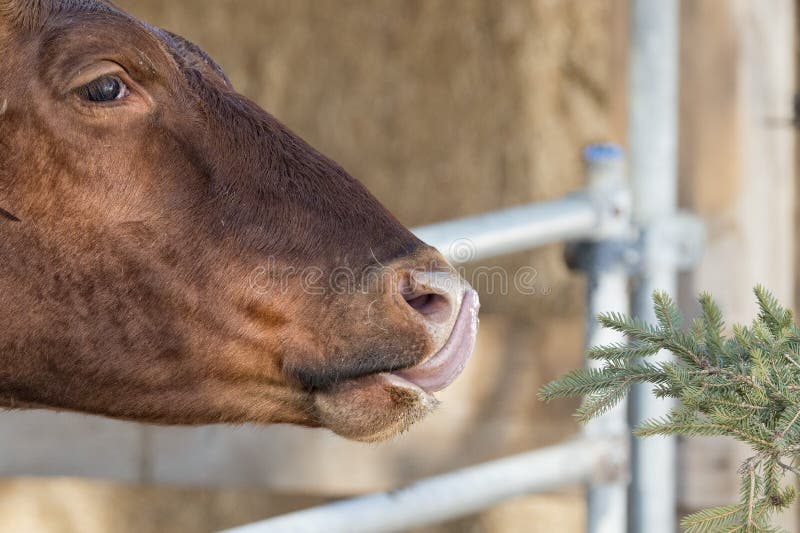 Cow Portrait while Licking Pine Tree Branch Stock Photo Image of