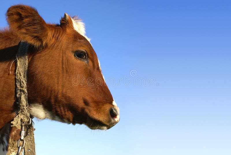 Cow In Profile Picture. Image 3598856