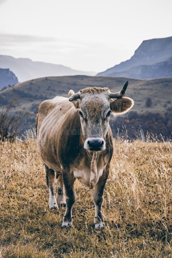 Cow in Remote Pasture in Bosnia Mountains Stock Photo - Image of domestic,  dairy: 136216486