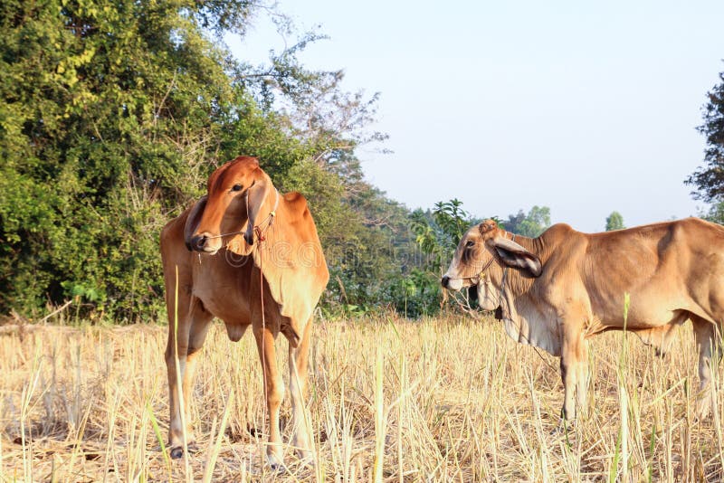 Cow in rice paddy field stock image. Image of thailand 52622357