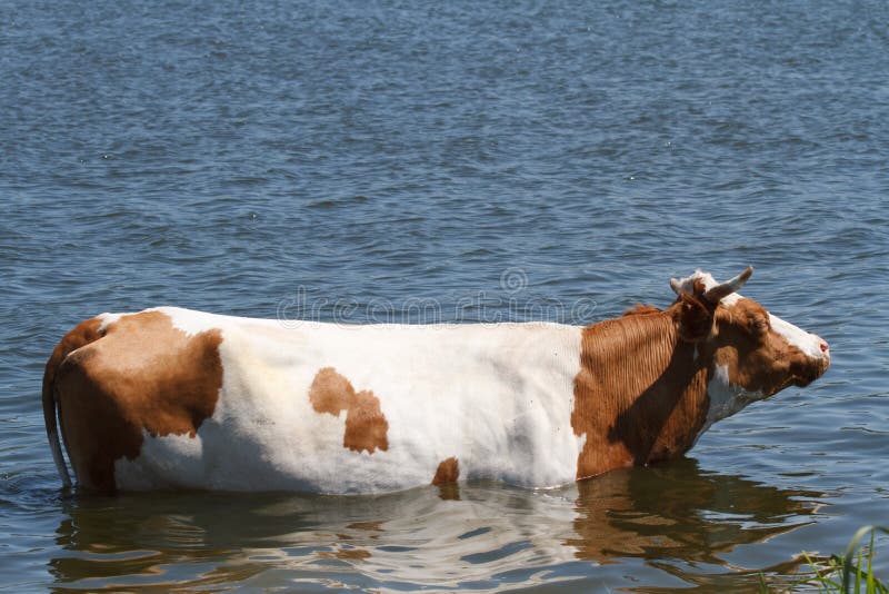 Cow in the river