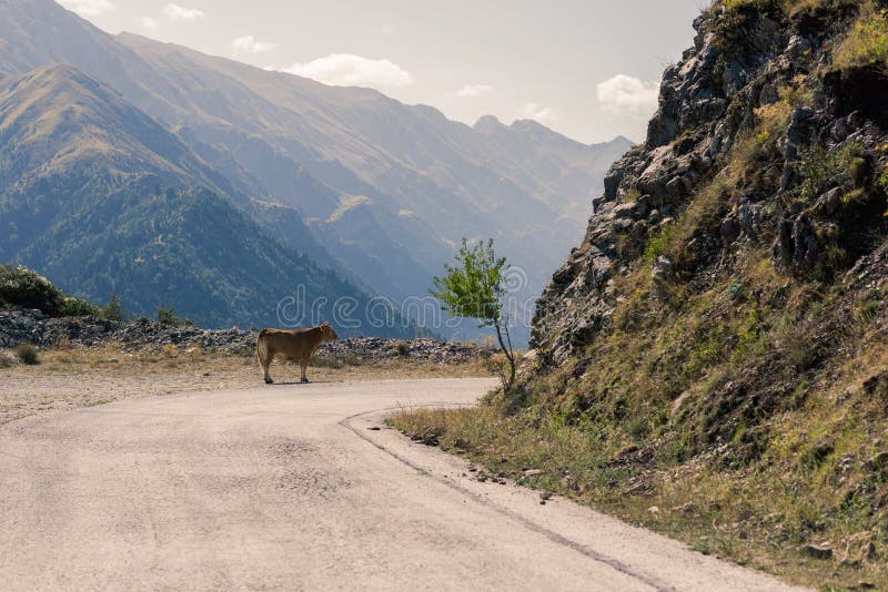 Cow on the road in the mountain at sunset in the Greece. stock images Cow on the road in the mountain at sunset in the Greece. stock images